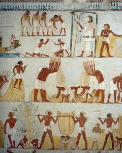 Sadonkorjuu, viljan puinti ja keruu, yksityiskohta freskoista Mennan haudan eteiseen, Sheikh Abd el Qurnah Necropolis, Luxor, Thebes (Unescon maailmanperintöluettelo) tekijältä Egyptian 18th Dynasty