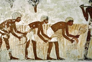 Miehet leikkaavat maissia sirpillä tekijältä Egyptian 18th Dynasty