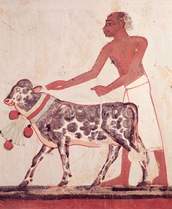 Talonpoika, joka johtaa lehmän uhriin, Mennan haudalta (seinämaalaus) tekijältä Egyptian 18th Dynasty