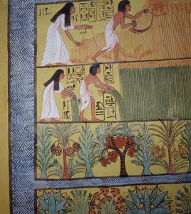 Yksityiskohta sadonkorjuukohtauksesta itäseinällä, Sennedjemin haudasta, The Workers Village, New Kingdom (seinämaalaus) (katso myös 19829-30 & 67891) tekijältä Egyptian 19th Dynasty