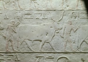 Paimen, joka johtaa härkää, yksityiskohta Akhethotepin Mastabasta, Saqqarasta, vanhasta kuningaskunnasta, noin 2500 eKr. (maalattu kalkkikivi)