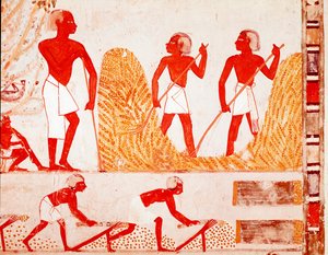 Sadonkorjuukohtaus muinaisessa Egyptissä (Fresko