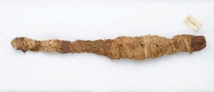 Krokotiilimuumio, löydetty Manfalontista, 305 eKr.-30 eKr. (eläinjäännökset ja pellava) tekijältä Egyptian School