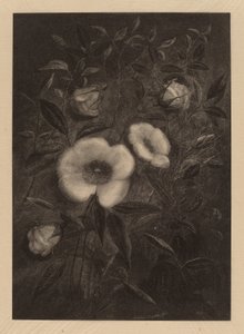 Wild Rosesfinnish
