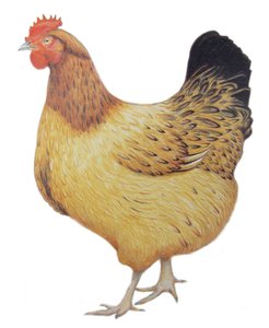 Kana, 2012 (akvarelli ja lyijykynä paperille)