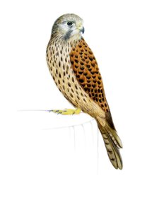 Tuulihaukka, 2011 (akvarelli ja lyijykynä) tekijältä Eleanor Grafton