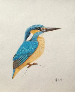 Kuningaskalastaja, 2013 (akvarelli ja lyijykynä) tekijältä Eleanor Grafton