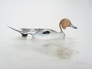 Turskasorsa, 2011 (akvarelli ja lyijykynä) tekijältä Eleanor Grafton