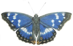 Purple Emperor, 2012 (akvarelli ja lyijykynä paperille) tekijältä Eleanor Grafton