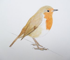 Robin, 2011 (akvarelli ja lyijykynä) tekijältä Eleanor Grafton