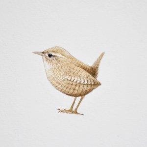 Wren, 2019 (akvarelli ja lyijykynä)