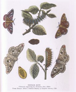Emperor Moth, Nature in Britain julkaisija Collins tekijältä Eleazar (after) Albin