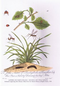 Lady Bird ja Daddy pitkät jalat: Coccinella ja Tipula Oleracea (väri litho) tekijältä Eleazar (after) Albin