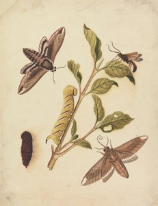 Privet Hawk Moths ja Callajoppa Exaltatoria tekijältä Eleazar Albin