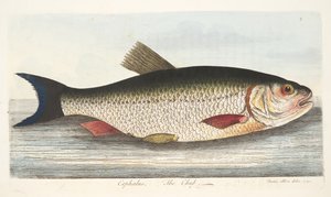 Chub, teoksesta A Treatise on Fish and Fish-ponds, pub. 1832 (käsin väritetty kaiverrus) tekijältä Eleazar Albin