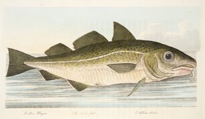 Turskakala, teoksesta A Treatise on Fish and Fish-ponds, pub. 1832 (käsin väritetty kaiverrus)