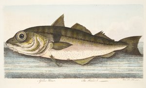 The Haddock, teoksesta A Treatise on Fish and Fish-ponds, pub. 1832 (käsin väritetty kaiverrus).