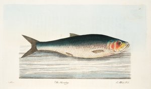 Silakka, teoksesta A Treatise on Fish and Fish-ponds, pub. 1832 (käsin väritetty kaiverrus)