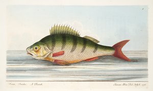 Ahven, teoksesta A Treatise on Fish and Fish-ponds, pub. 1832 (käsin väritetty kaiverrus)