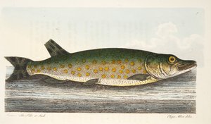 Hauki, teoksesta A Treatise on Fish and Fish-ponds, pub. 1832 (käsin väritetty kaiverrus).
