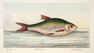Särki, kirjasta A Treatise on Fish and Fish-ponds, pub. 1832 (käsin väritetty kaiverrus). tekijältä Eleazar Albin