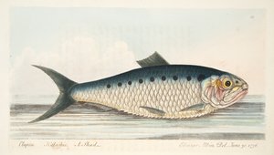 The Shad, kirjasta A Treatise on Fish and Fish-ponds, pub. 1832 (käsin väritetty kaiverrus). tekijältä Eleazar Albin