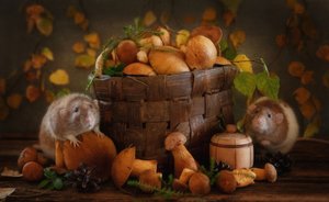 Syksyn sienikaverit