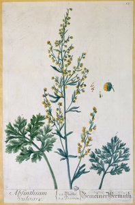Absintti, taiteilijan Herbarium Blackwellianum -levy, 1757 (värikaiverrus) tekijältä Elizabeth Blackwell