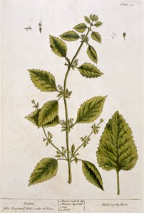 Balsami, levy 27 julkaisusta "A Curious Herbal", julkaistu 1782 (värikaiverrus)