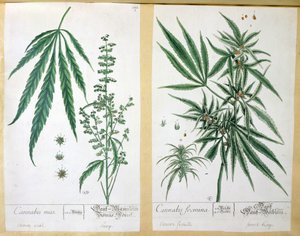 Cannabis mas ja Cannabis foemina, Herbarium Blackwellianum, 1757 (kynä ja muste ja wc paperilla)