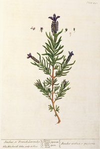 Ranskalainen laventeli, levy 241 kirjasta "A Curious Herbal", julkaistu 1782 (värikaiverrus) tekijältä Elizabeth Blackwell