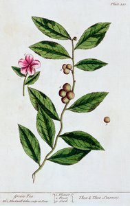Vihreä tee, 1782 tekijältä Elizabeth Blackwell