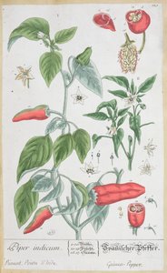 Guineapippurilevy (Piper Indicum) 129 saksankielisestä "A Curious Herbal" -julkaisusta, joka julkaistiin vuonna 1757