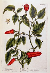 Guineapippuri, levy 129 teoksesta "A Curious Herbal", julkaistu 1782 (värikaiverrus). tekijältä Elizabeth Blackwell
