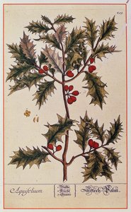 Holly elokuvasta A Curious Herbal, 1782 tekijältä Elizabeth Blackwell