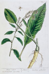 Piparjuuri, 1782 tekijältä Elizabeth Blackwell