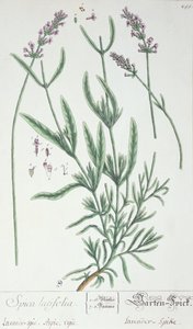Laventelin piikki, taiteilijan laatta 