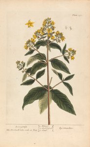 Lysimachia (Loosestrife), levy 278 teoksesta "A Curious Herbal", osa II, Lontoo, 1737 tekijältä Elizabeth Blackwell