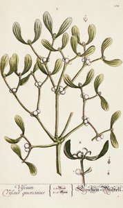 Misteli elokuvasta "A Curious Herbal", 1782