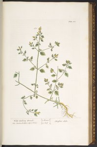 Levy 100, "A Curious Herbal" tekijältä Elizabeth Blackwell