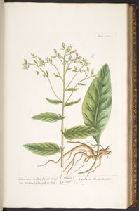 Levy 102, "A Curious Herbal" tekijältä Elizabeth Blackwell