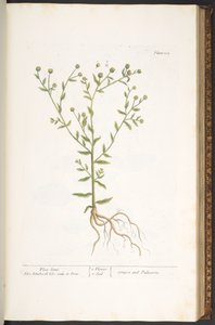 Levy 103, "A Curious Herbal" tekijältä Elizabeth Blackwell