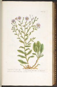Levy 109, "A Curious Herbal" tekijältä Elizabeth Blackwell