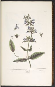 Levy 10, Sage, "A Curious Herbal" tekijältä Elizabeth Blackwell