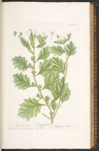 Levy 111, "A Curious Herbal" tekijältä Elizabeth Blackwell