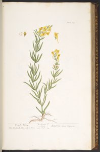 Levy 115, "Utelias yrtti" tekijältä Elizabeth Blackwell