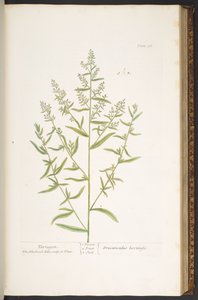 Levy 116, "A Curious Herbal" tekijältä Elizabeth Blackwell