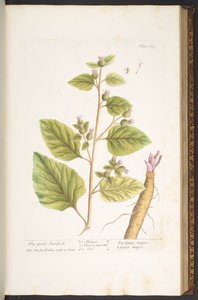 Levy 117, "A Curious Herbal" tekijältä Elizabeth Blackwell