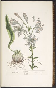 Lauta 11, valkoinen lilja, "A Curious Herbal" tekijältä Elizabeth Blackwell