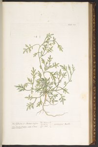 Levy 120, "A Curious Herbal" tekijältä Elizabeth Blackwell